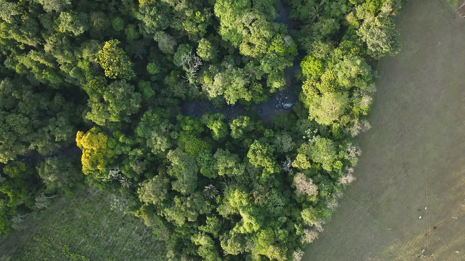 A birds eye view of the Forest that surrounds Rio Celeste